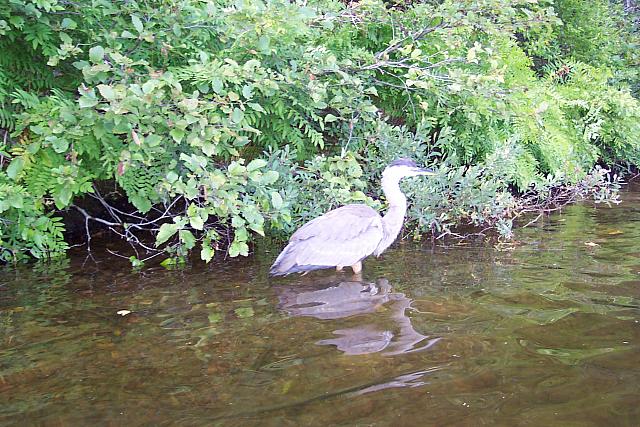 Blue Heron4