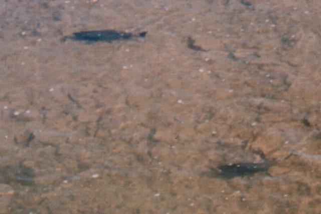 Credit River Trout