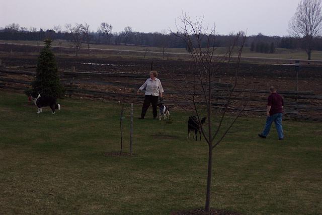 Dogs1