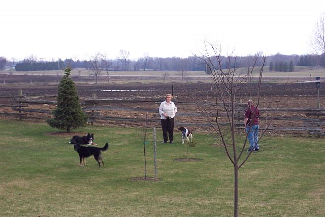 Dogs2