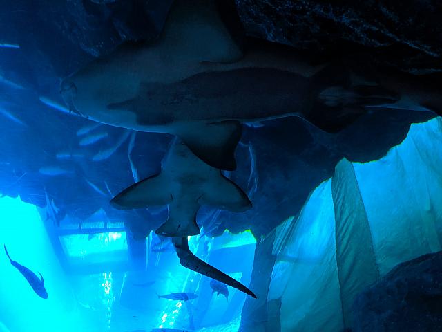 IMG 20190810 204314