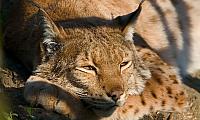 bored-lynx-crop