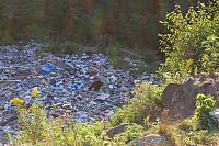 Bear At Dump