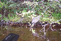 Blue Heron1