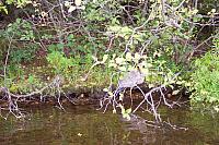 Blue Heron2