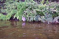 Blue Heron3